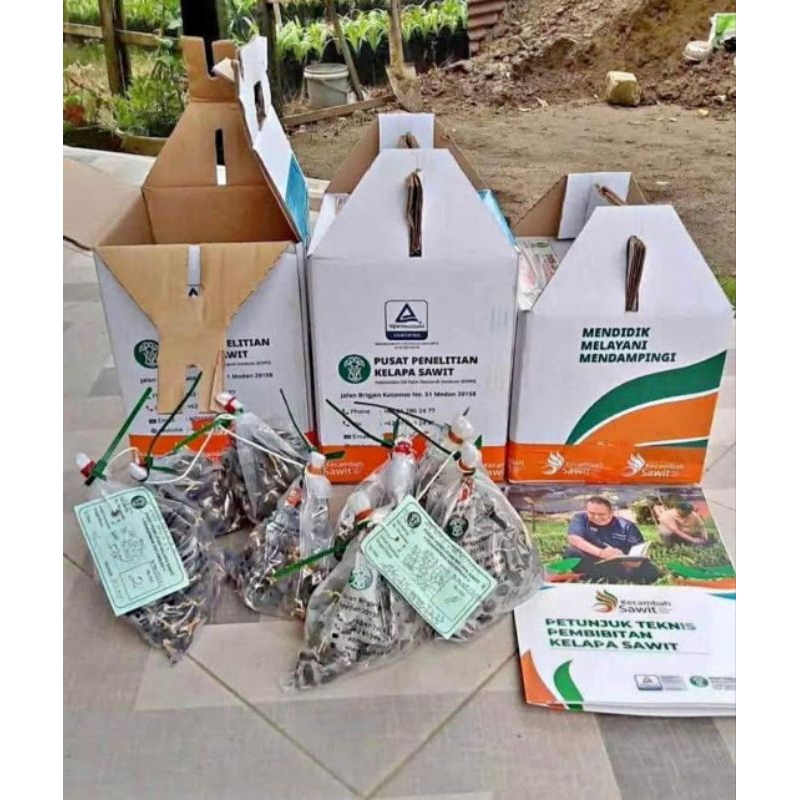 Benih Sawit Unggul PPKS DxP YANGAMBI asli