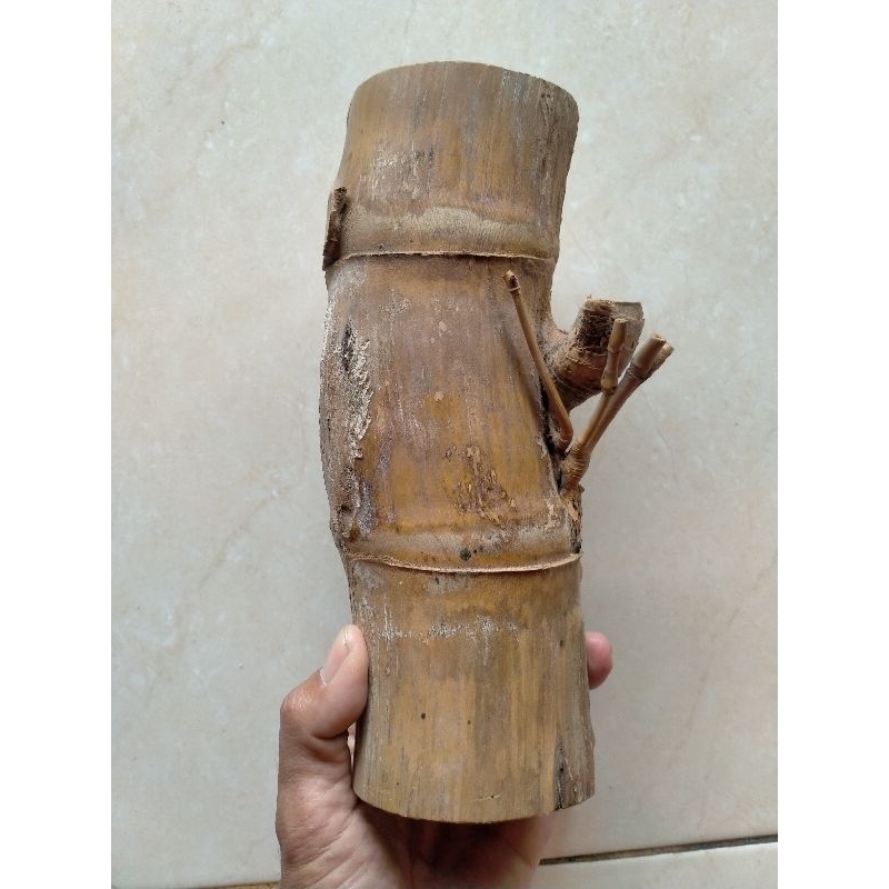 BAMBU UNIK PETUK JALU BATANG UTAMA MANTAP