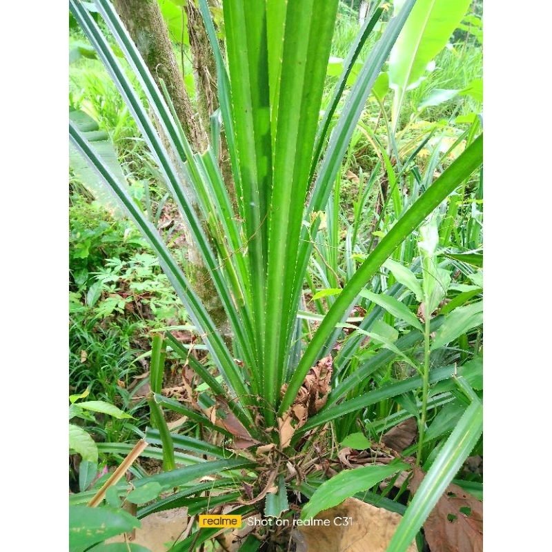 

500 GRM PANDAN DURI PANDAN ASLI BUAT KRAJINAN