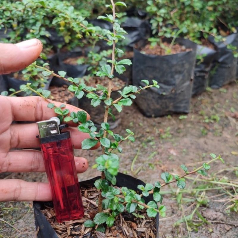 Tanaman Pagar / Bibit Bonsai Hokianti Micro