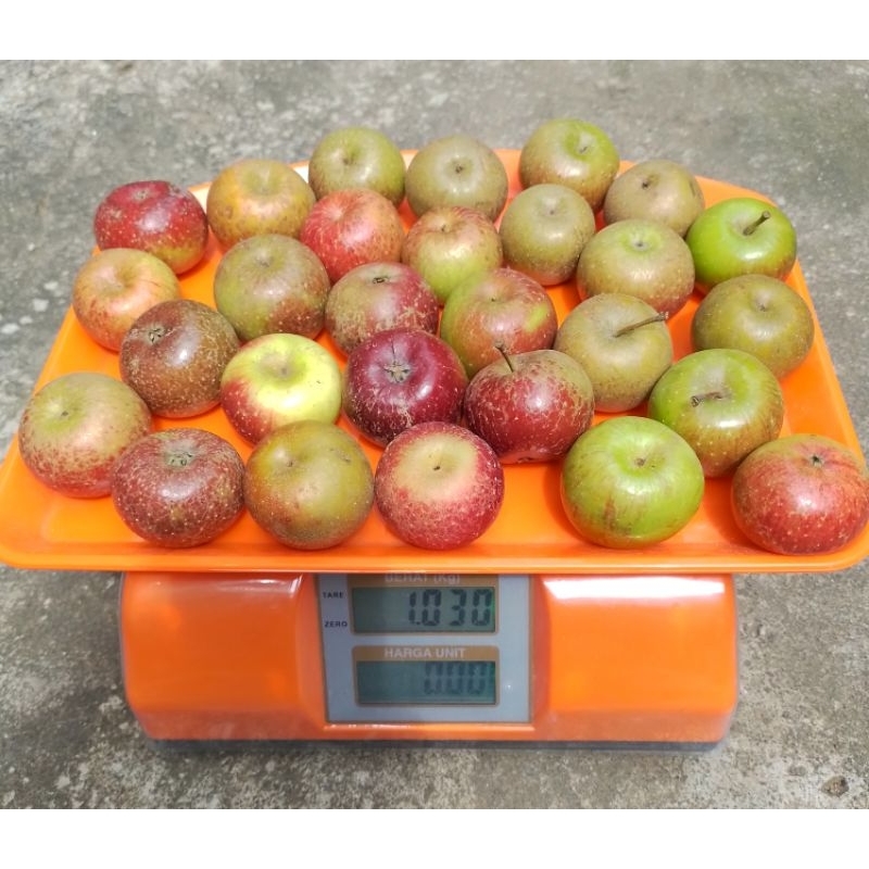 

Apel Romebeauty mini/ Apel batu 1kg (18-30an) untuk obat