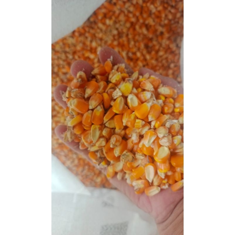 

jagung kering selep bersih 1 kg