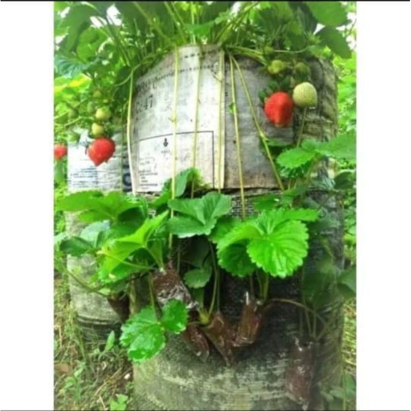 

bibit strawberry mencir