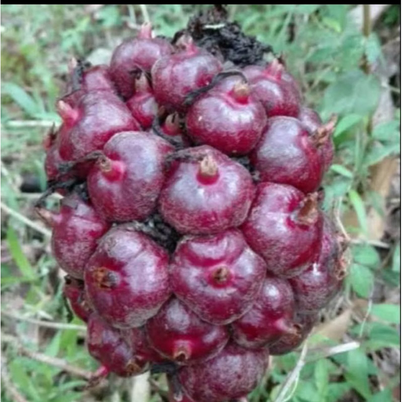 

buah honje/atau buah kecombrang 500g kaya akan manfaat
