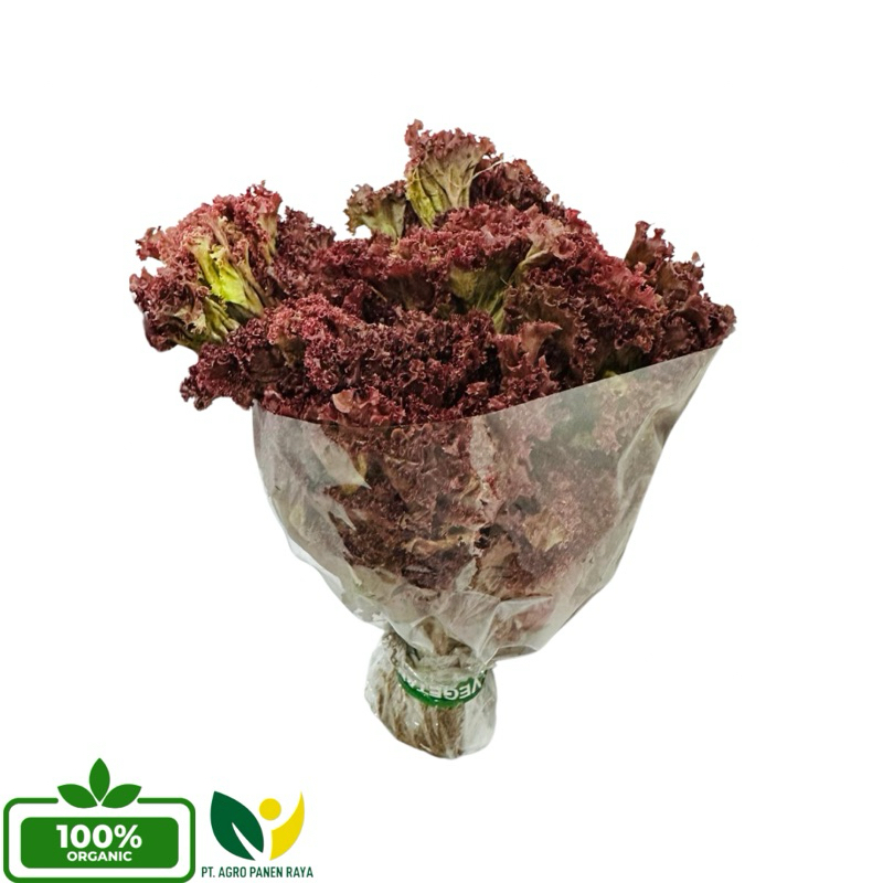 

Selada Merah Segar / Larosa Fresh (250g/pax)