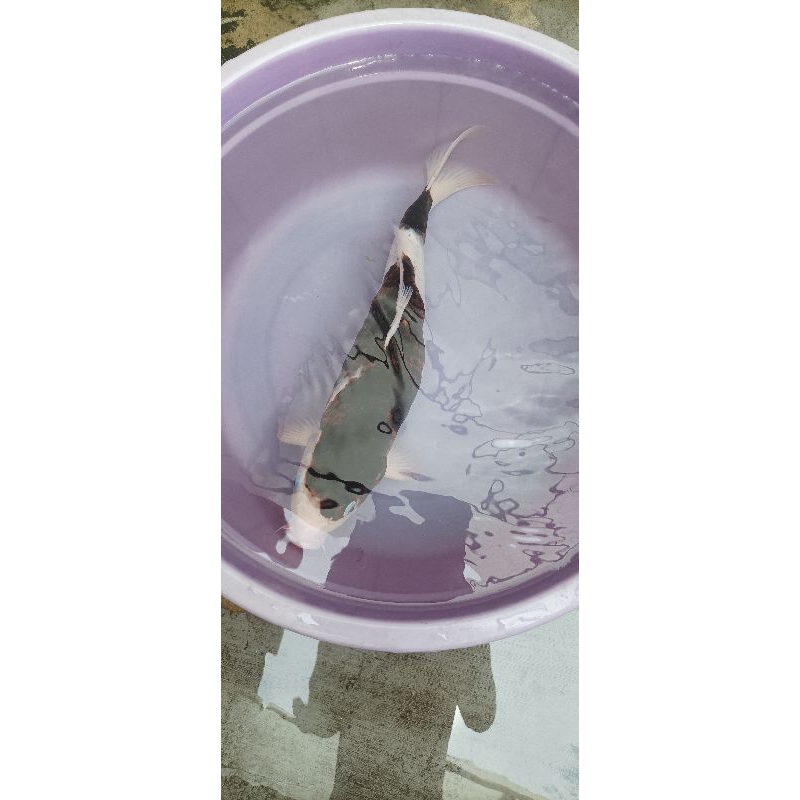 Ikan koi goromo 36 cm