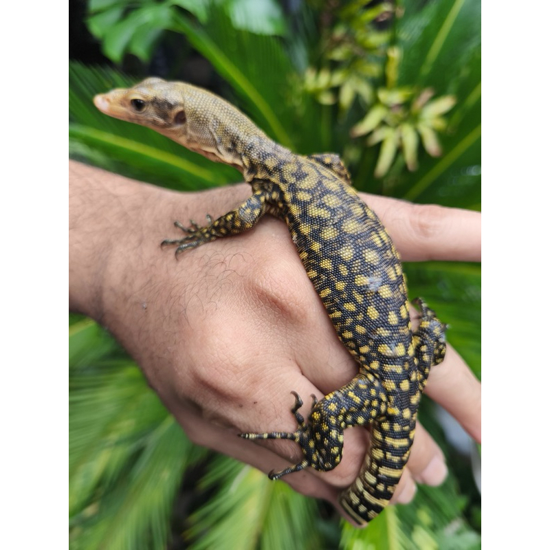 Varanus Melinus Biawak Kuning