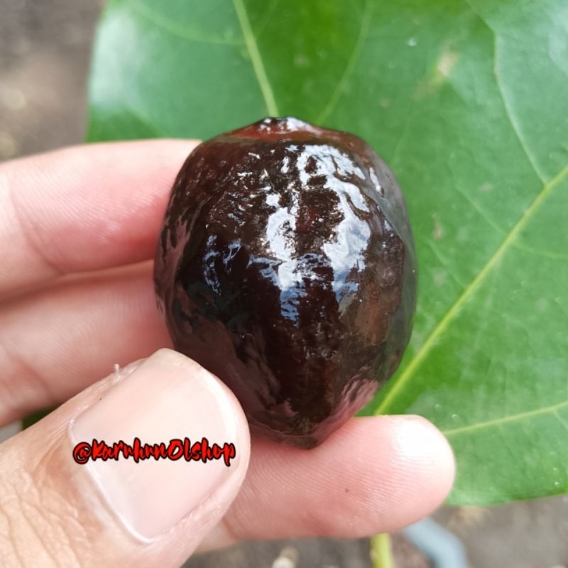 MUNCANG ADU JAYANTI ORI GARUT