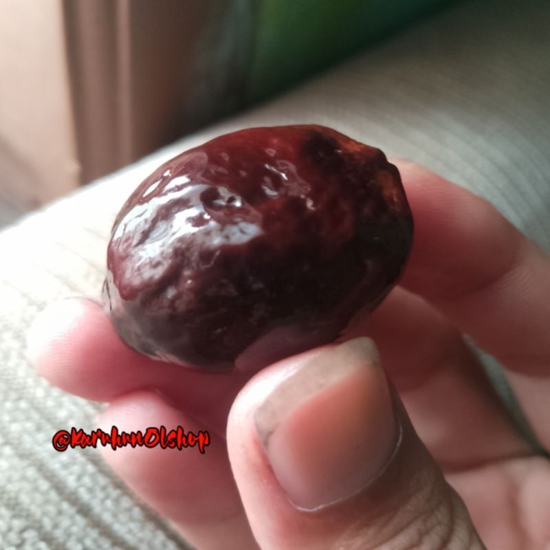 MUNCANG ADU TRIVEL GARUT ASLI