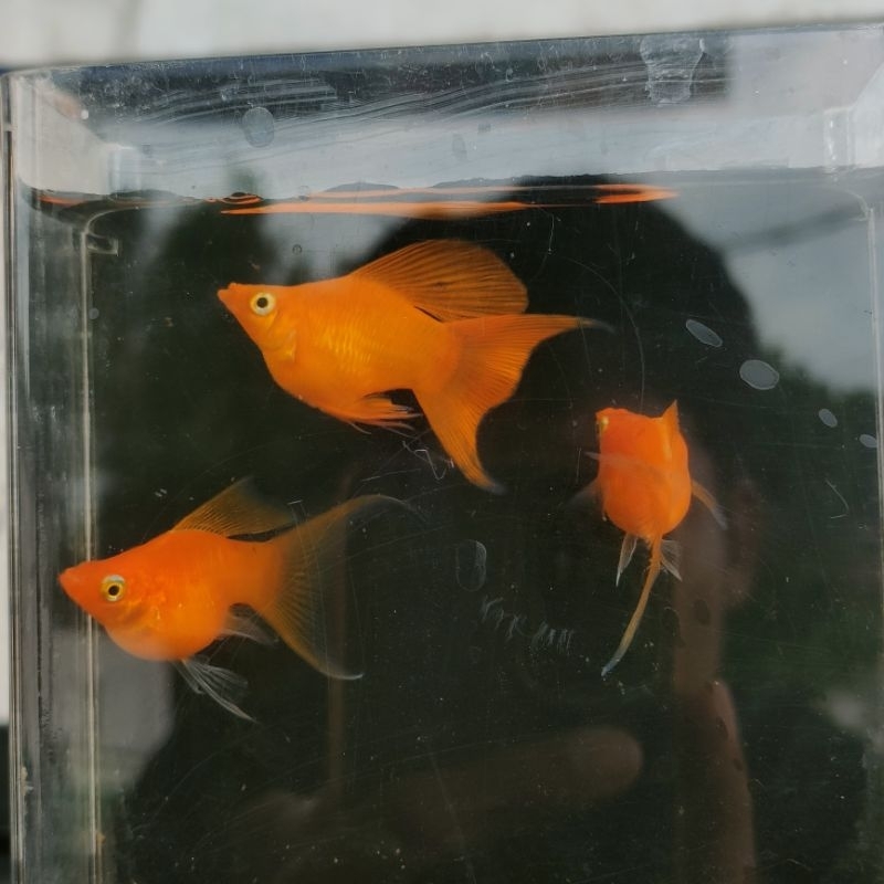 Stiker ikan balon Molly Sunkist cawang indukan