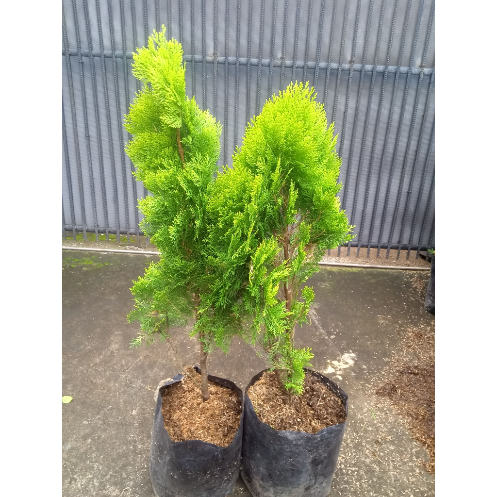 Tanaman Hias Cemara Kipas 1meter