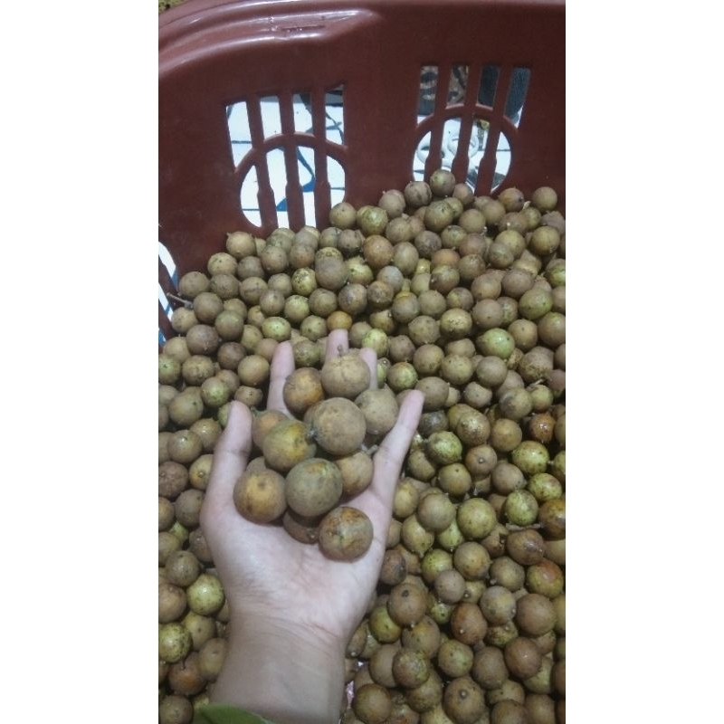 

KOSAMBI JUMBO SUPER // ISI 2 KEPING DALAM 1 BIJI // KOSAMBI PREMIUM // KESAMBII // BUAH MUSIM MADURA // KLENGKENG MADURA // GUDHUK //BUAH VIRAL