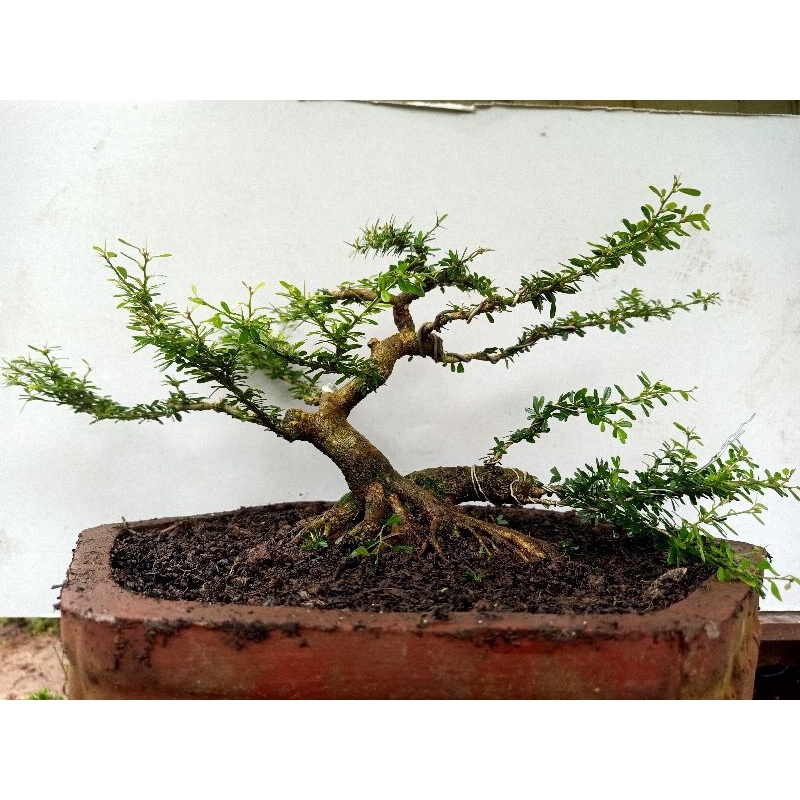 bonsai Saeng simbur super mikro Vietnam
