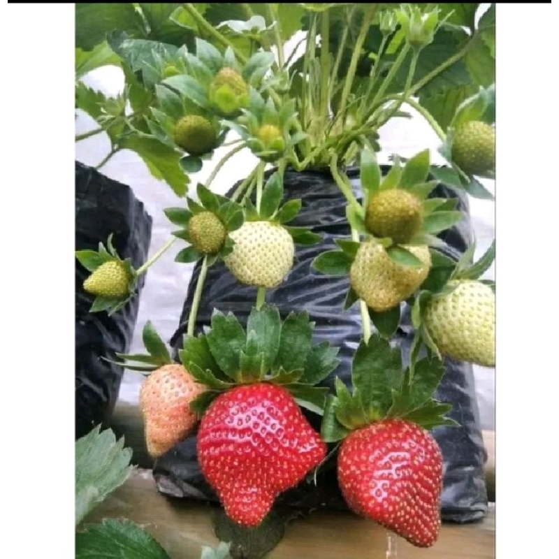 bibit  strawberry jumbo manis