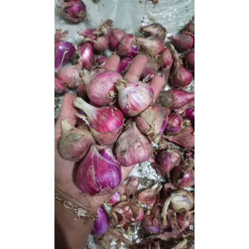 

Bawang merah superan BESAR jumboo, fress lokal 14.000 500 Gram