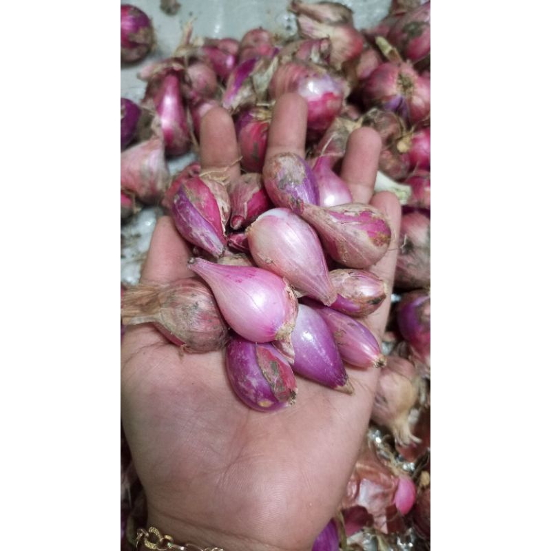 

bawang merah lokal fress tanggung