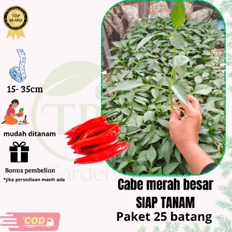 bibit cabe merah besar panjang SIAP TANAM PAKET 25 BATANG