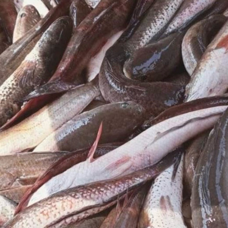 

ikan gabus , ikan kutuk mentah , albumin 1kg support ivf bayi tabung