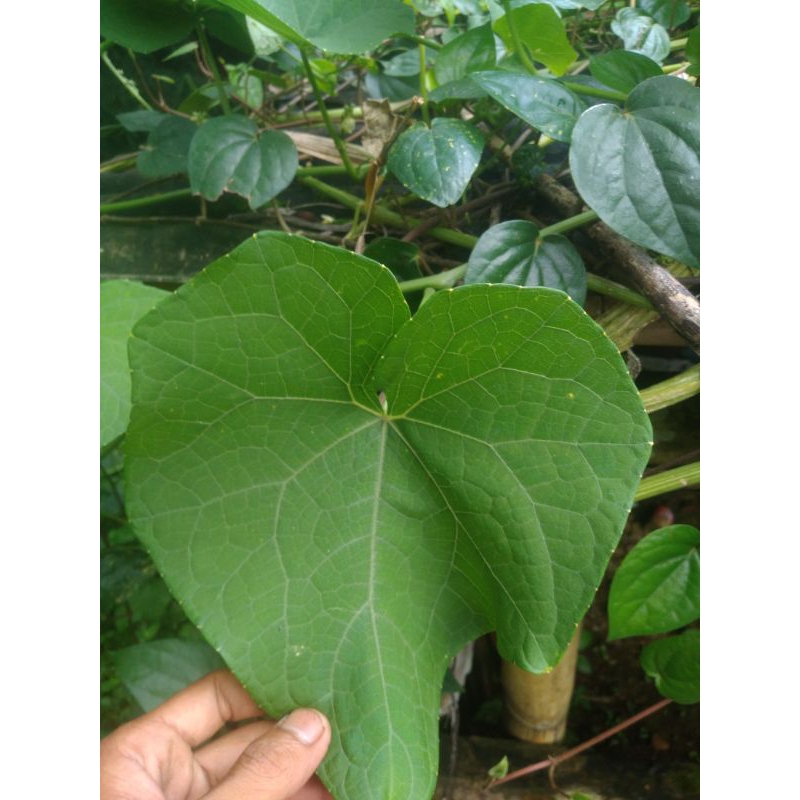 

30 lmbr daun gamas/labu siam fresh dadakan