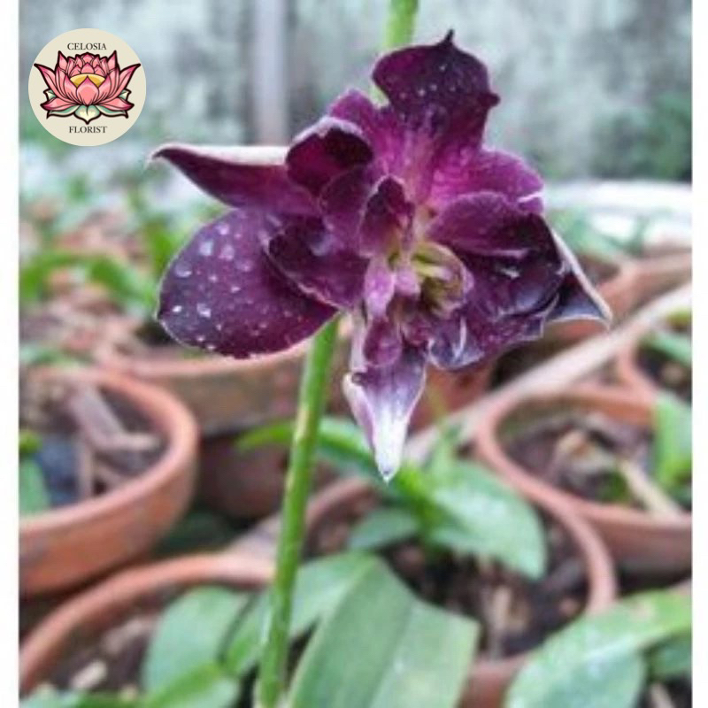 anggrek dendrobium mawar biru - tanaman hias anggrek - anggrek murah