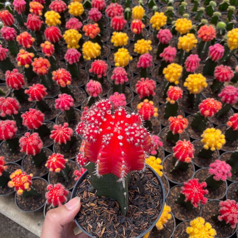 Kaktus Mini Dan Sukulen Sekulen Gymno Grafting Gratis Pot Hitam Dekorasi Interior Tanaman Bunga Hias