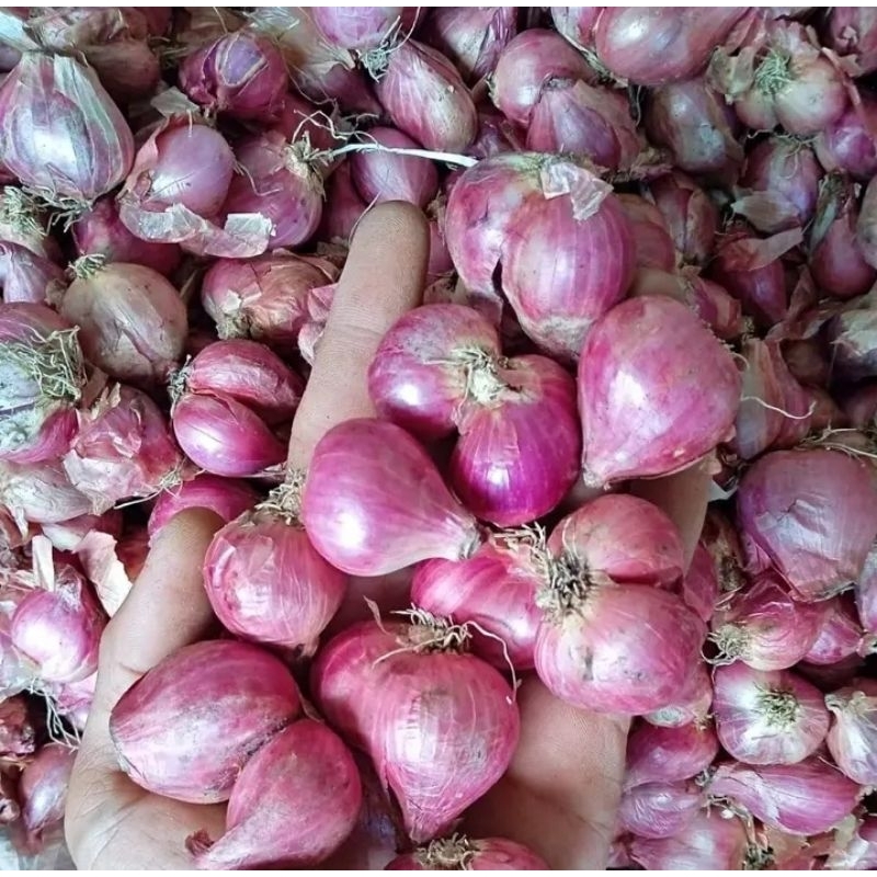 

bawang merah ASLI BREBES MURAH