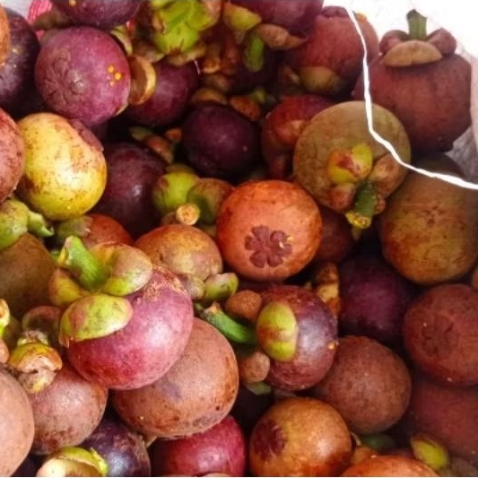 

Buah Manggis Segar 1 kg