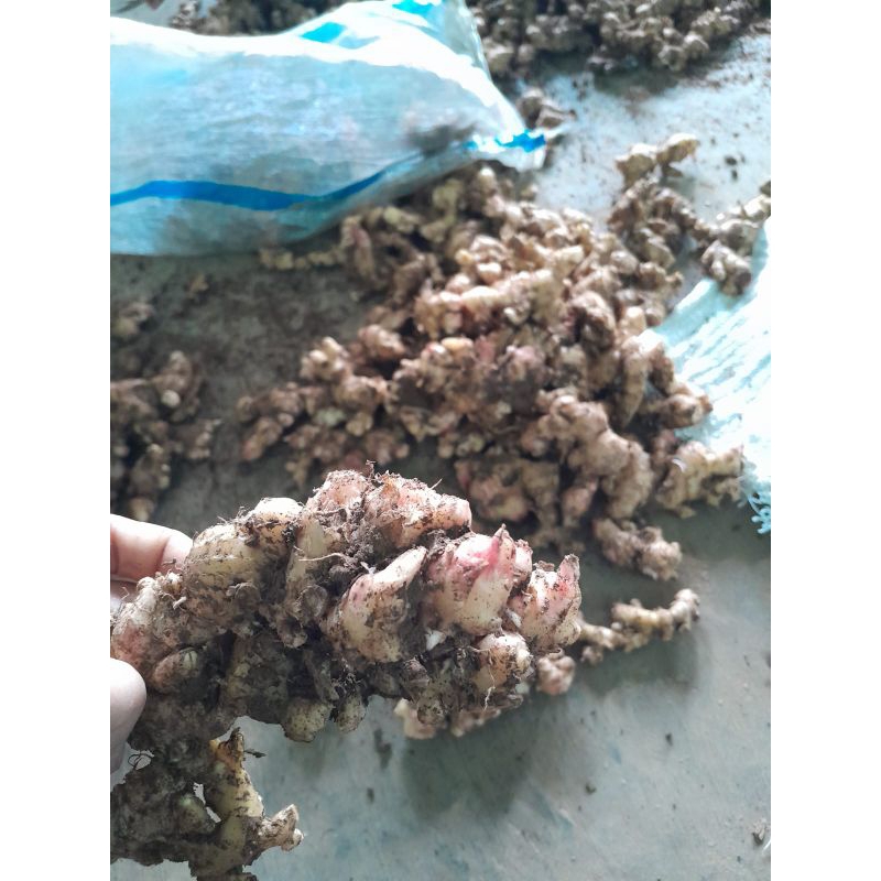 

JAHE EMPRIT MUDA 1kg