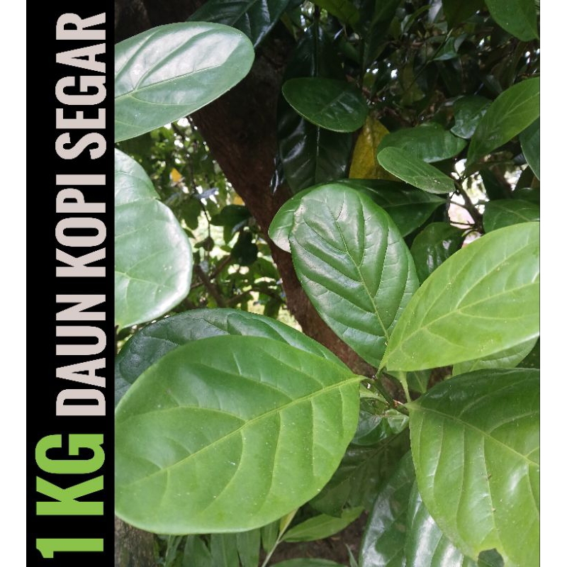 

1kg daun kopi segar