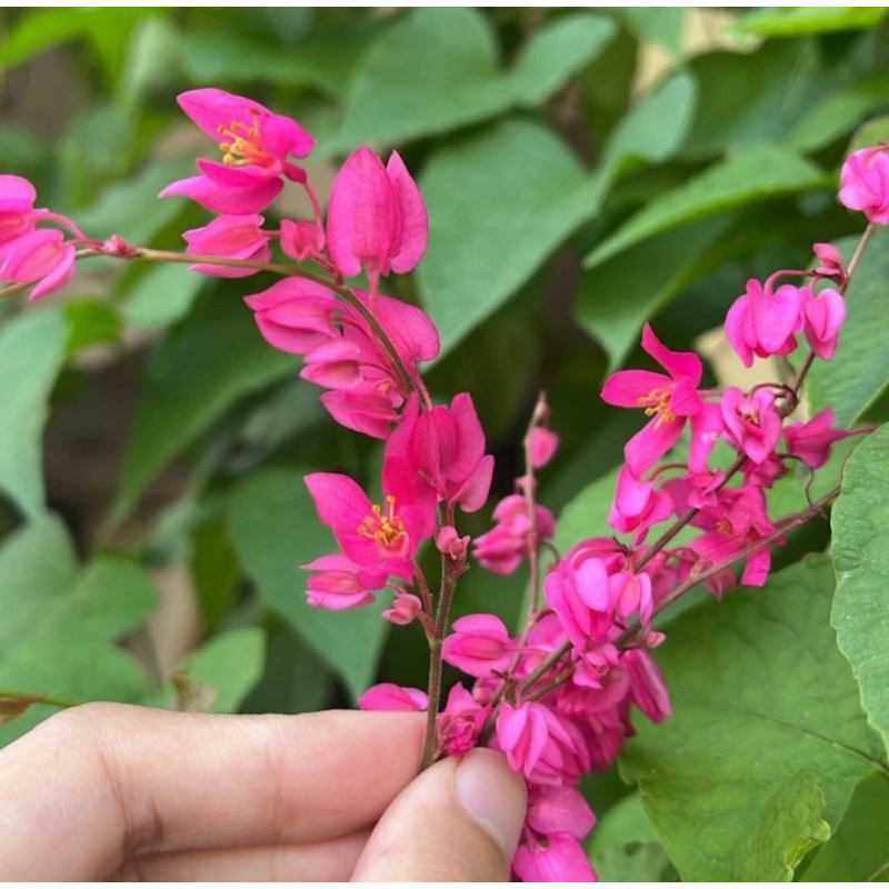 

Coral vine | Garnish makanan| Edible flower