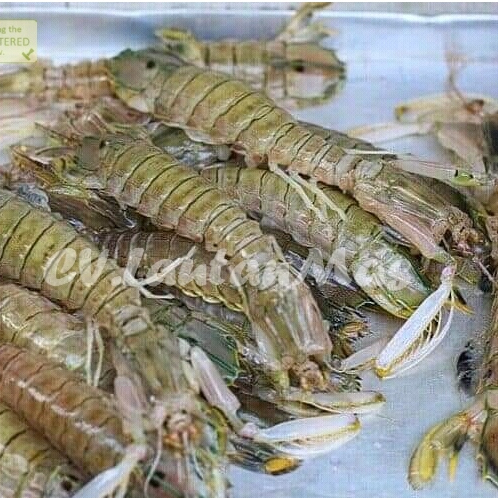 Udang Ronggeng Segar Udang Mantis Shrimp 1Kg