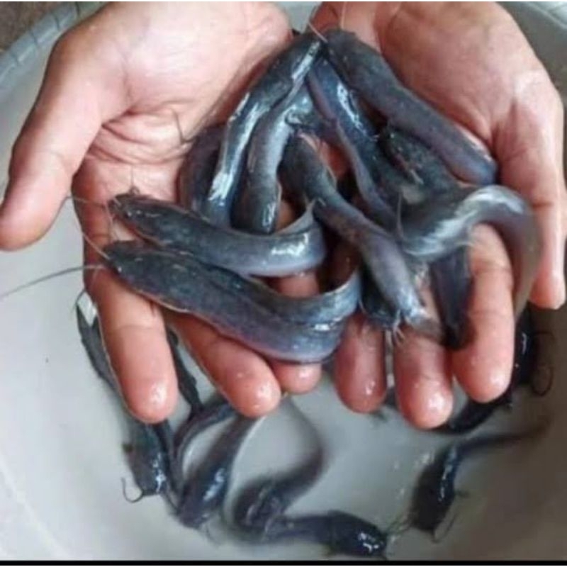 50 ekor bibit lele sangkuriang 8-10cm