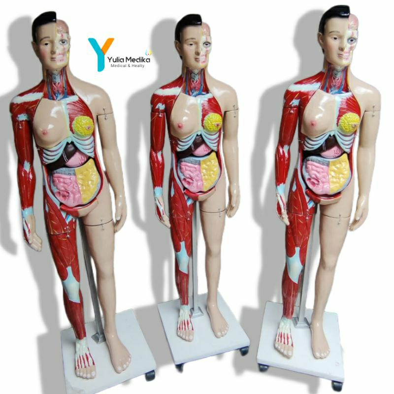 Phantom Manikin Torso Full Body Multifungsi