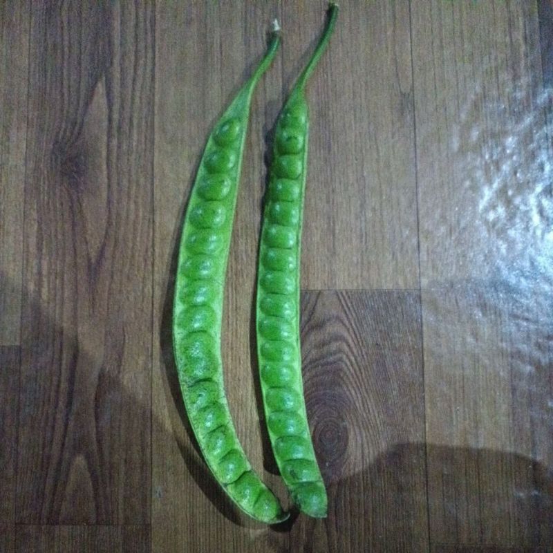 

PETE / PETAI TUA SUPER PER PAPAN @3700