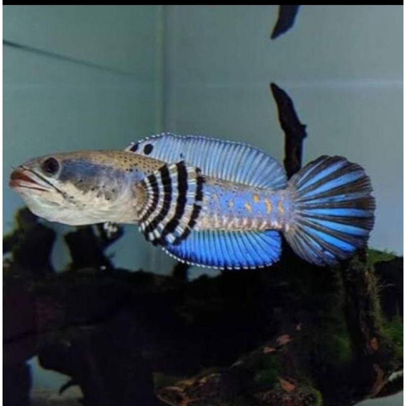 ikan chnna blue pulchra size 8 cm