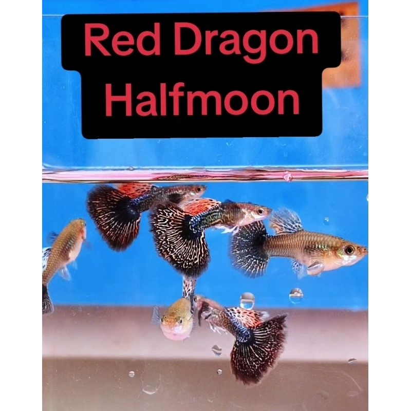 Guppy Red Dragon Halfmoon | Grade A+ | Hiasan Akuarium