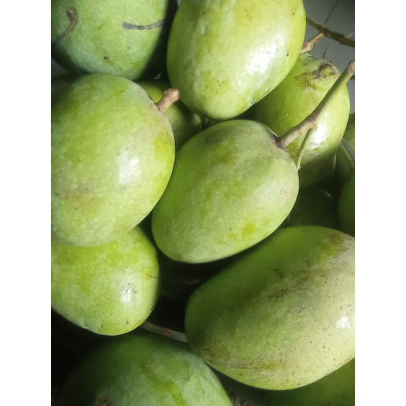 

mangga muda rujak-mangga sedang to 1kg cocok buat rujakan