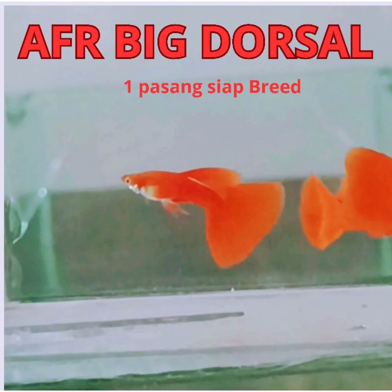 Guppy AFR Big Dorsal (Sepasang)