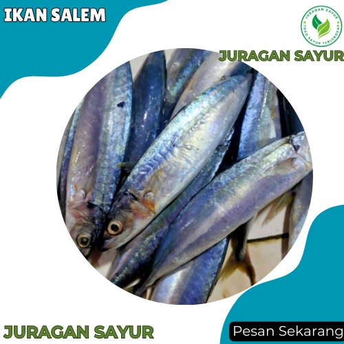 

Ikan Salem 1kg - Ikan Salem Mackerel - Ikan Salem Segar - Ikan Segar Terdekat - Juragan Sayur