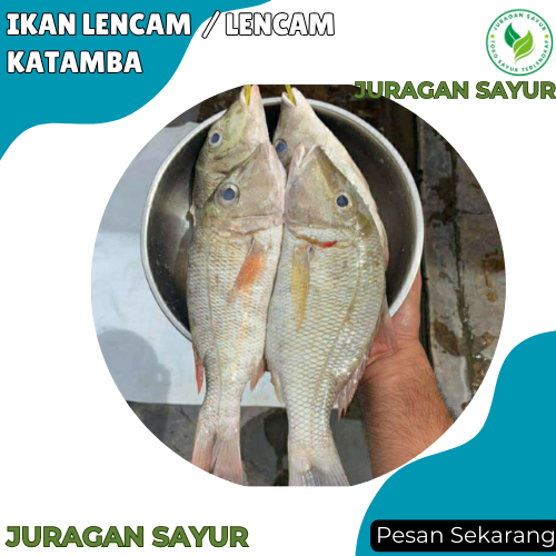 

Ikan Lencam Steak 1 kg Utuh / Lencam Katamba - Ikan Lencam Ketamb Segar - Juragan Sayur