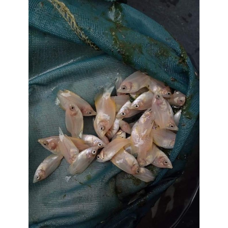 Bibit Ikan Gurame Padang Ukuran Ngeramo