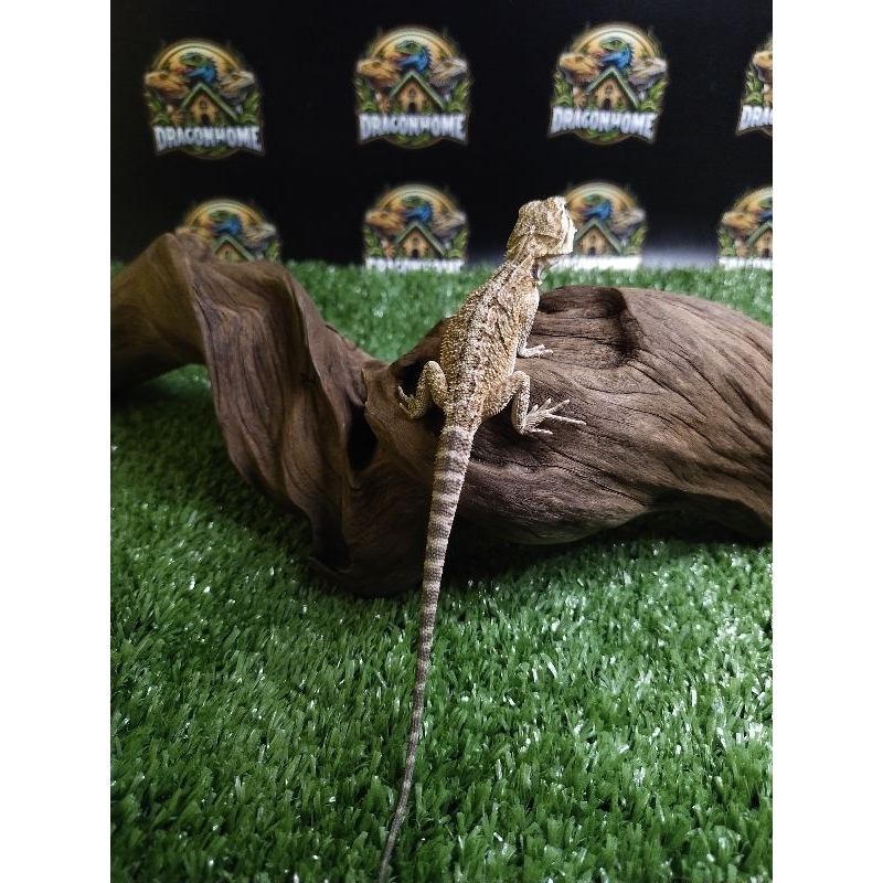 mainan bearded dragon het zero het hypo