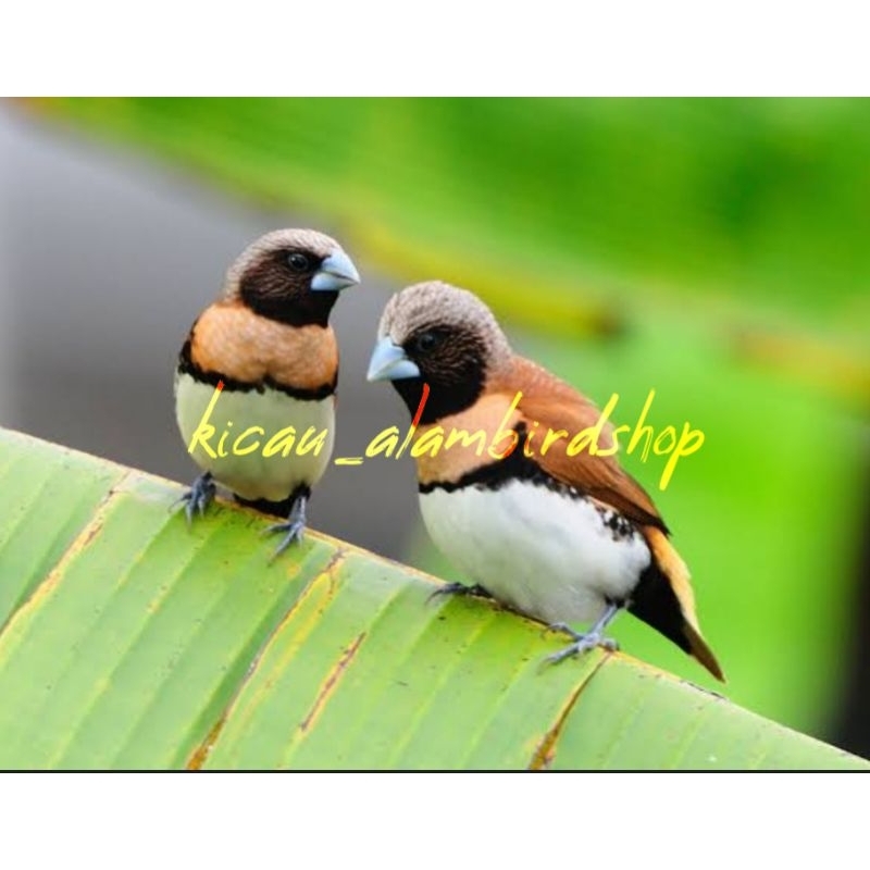 CHESNUT FINCH SEPASANG