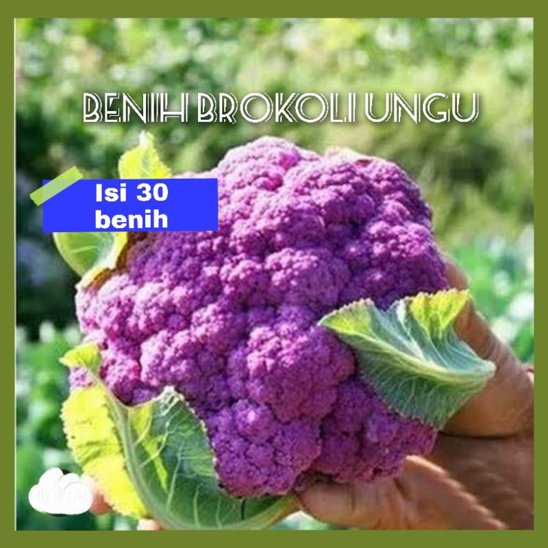 Benih Brokoli Ungu Super Unggul (50 benih)