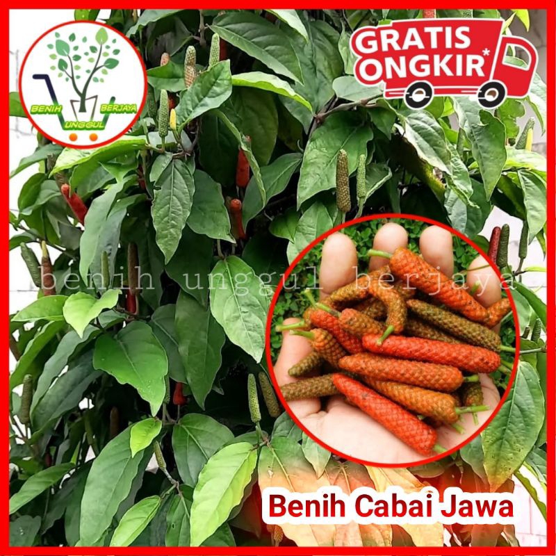 Bibit Cabai Jawa Siap Tanam, tanama Cabai jawa (Piper retrofractum Vahl), Cabai Jamu, Tanaman Cabai 