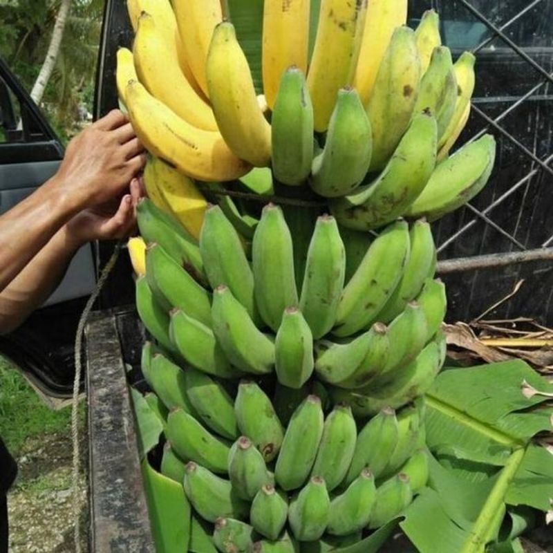 

ready ya ka pisang raja bulu mentah nya di jual per kg 8k ya