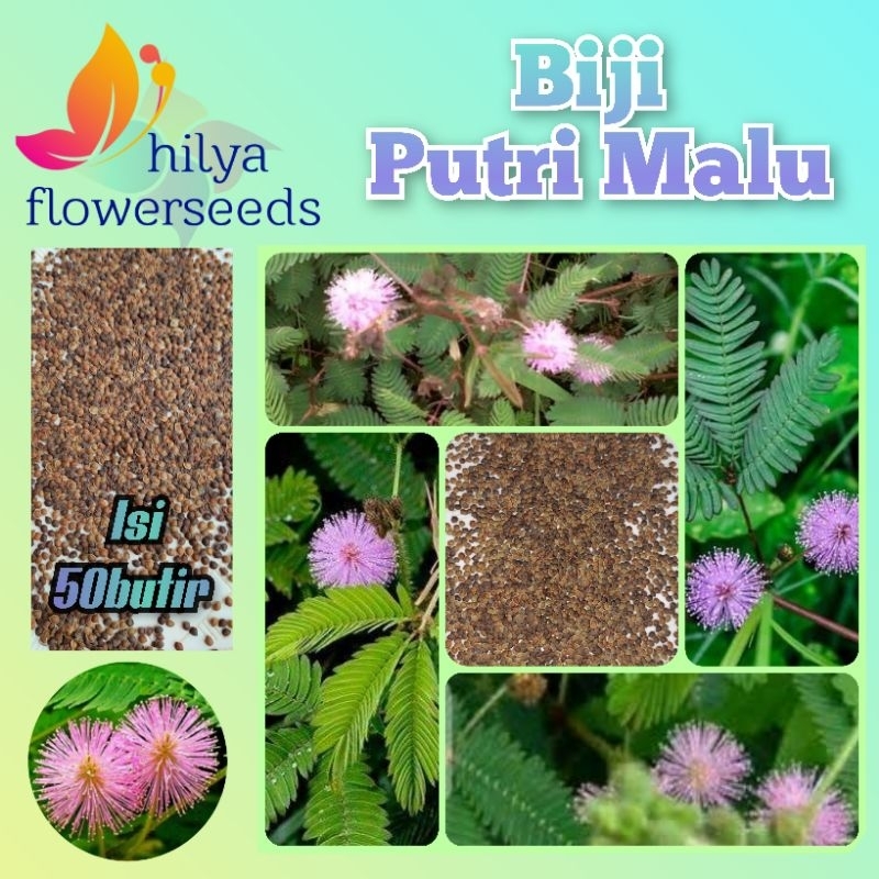 Biji Benih Putri Malu