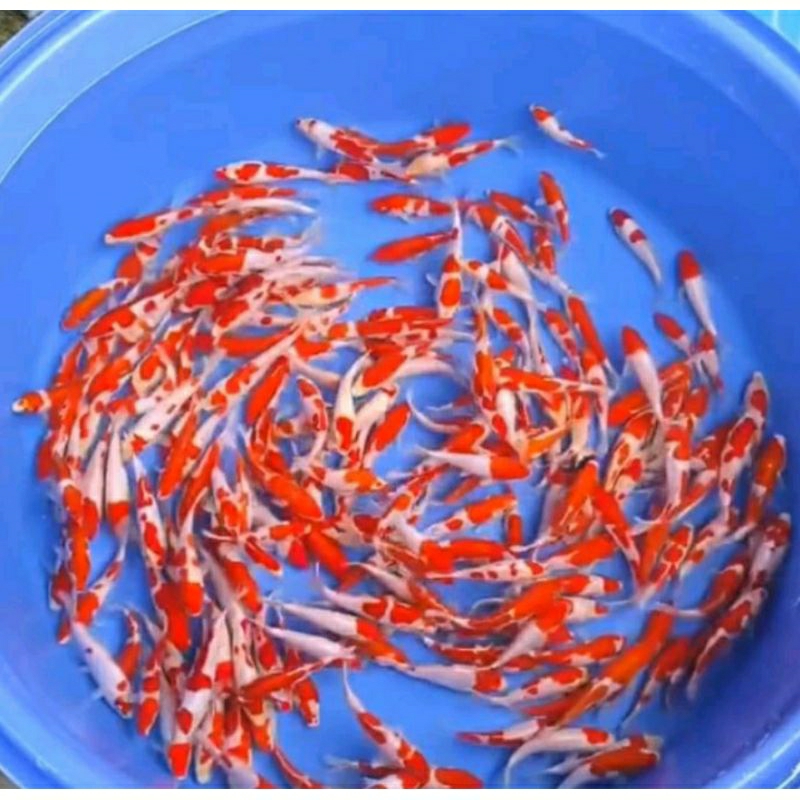 

lelang koi 50