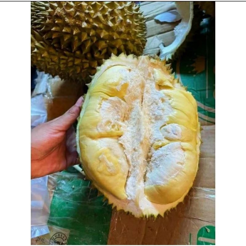

DURIAN MONTONG PALEMBANG// DURIAN MONTONG PALEMBANG 500Gram//