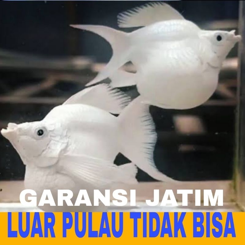 ikan molly BTNA platinum cawang balon